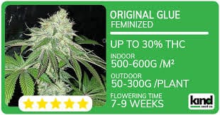 Cannabis Seeds Kentucky - Exploring Legalization, Cultivation, and Market Trends Cannabis Seeds Kentucky - Exploring Legalization, Cultivation, and Market Trends
