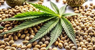 Cannabis Seeds Kentucky - Exploring Legalization, Cultivation, and Market Trends Cannabis Seeds Kentucky - Exploring Legalization, Cultivation, and Market Trends