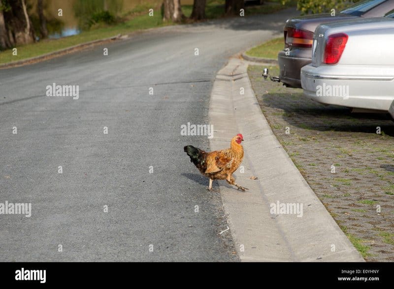 Descubre el Misterio de la Carretera de Pollo en España in Spain