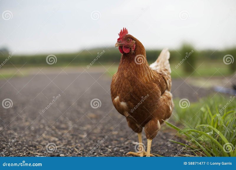 Immagine: Scopri il Mito del Chicken Road: il Gioco di Cassino piu' Amato in Italia